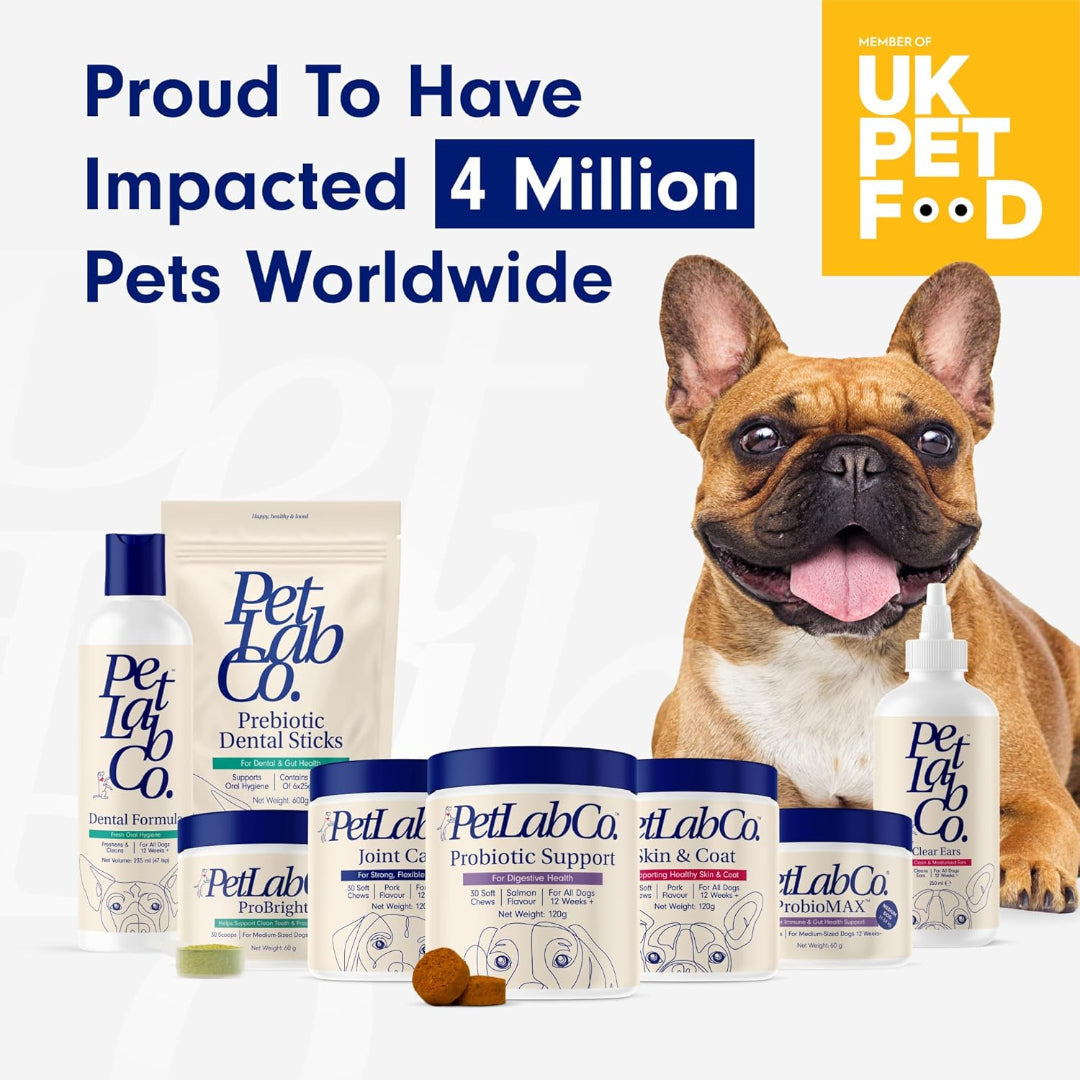 How to Keep Your Dog’s Skin and Coat Healthy: Allergy and Immune Support Tips